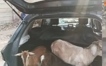 Jamshedpur Goat Theft: जमशेदपुर में कार से बकरियां उड़ा ले गया गिरोह, हाईवा से टकराई गाड़ी और खुल गया सारा राज