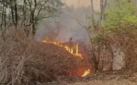 Bokaro Fire :  लुगू बुरु की पहाड़ियों में महुआ चुनने वालों ने लगाई आग, 40 हाथियों के झुंड पर संकट, गांवों में अलर्ट