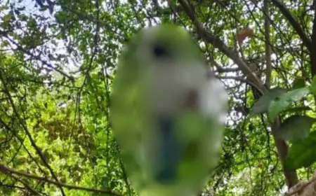 Jugsalai Mystery: जुगसलाई के पंछी बागान में पेड़ से झूलता मिला युवती का शव, इलाके में सनसनी