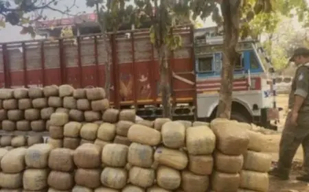 Latehar Raid : लातेहार में 2 करोड़ का गांजा बरामद, भूसे की आड़ में छिपा रखी थी 190 पैकेट की खेप, तस्करों का मास्टरप्लान फेल
