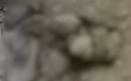 Sadar Murder : सदर थाना क्षेत्र के जंगल में टांगी से काटकर गीता देवी की निर्मम हत्या, महुआ चुनने गई थी 45 वर्षीय महिला