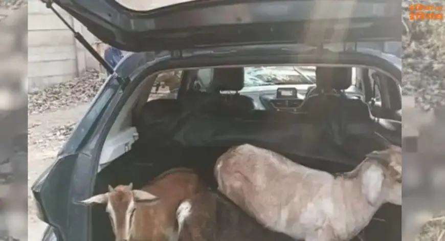 Jamshedpur Goat Theft: जमशेदपुर में कार से बकरियां उड़ा ले गया गिरोह, हाईवा से टकराई गाड़ी और खुल गया सारा राज