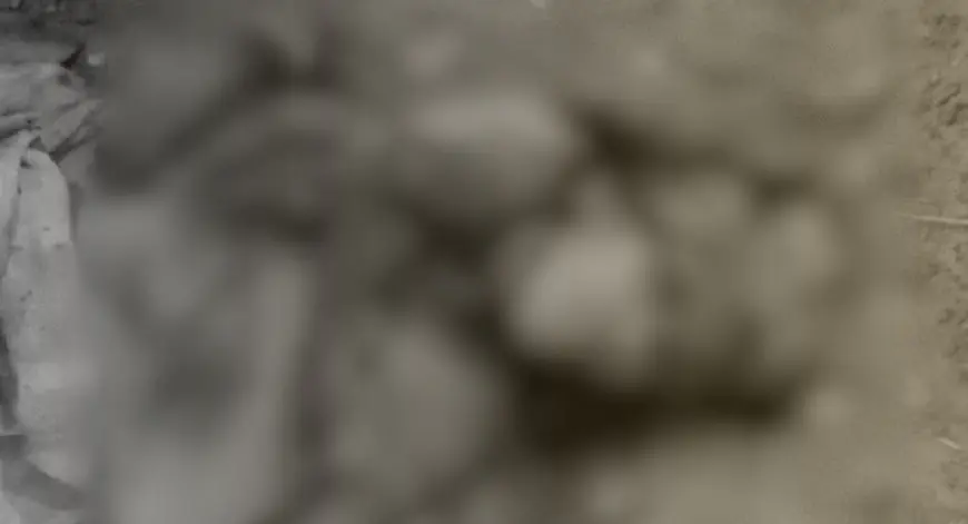 Sadar Murder : सदर थाना क्षेत्र के जंगल में टांगी से काटकर गीता देवी की निर्मम हत्या, महुआ चुनने गई थी 45 वर्षीय महिला