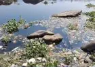 Jamshedpur River Pollution : जमशेदपुर की स्वर्णरेखा नदी में जहर घुला, बाबूडीह में कई क्विंटल मछलियों की मौत