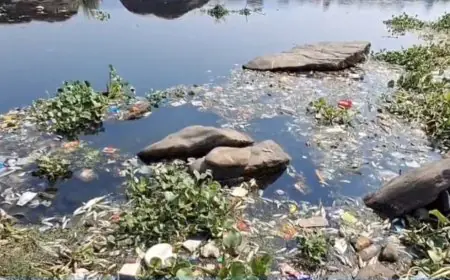 Jamshedpur River Pollution : जमशेदपुर की स्वर्णरेखा नदी में जहर घुला, बाबूडीह में कई क्विंटल मछलियों की मौत