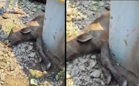 Sundernagar Accident: सुंदरनगर फाटक के पास पैसेंजर ट्रेन से टकराए मवेशी, बछड़े की मौत और दो घायल