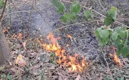 Jamshedpur Inferno: दलमा जंगल की तराई में भीषण आग, बीड़ी-सिगरेट से लगी चिंगारी, रिहायशी इलाकों तक पहुंची लपटें