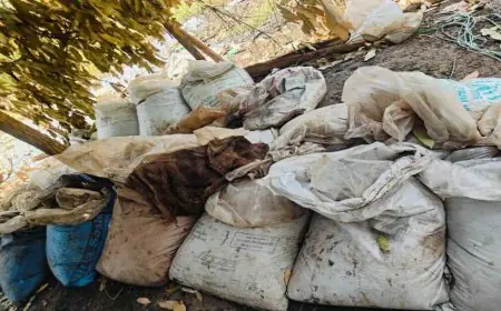 Chaibasa Liquor Bust: जमीन के अंदर दबाकर बनाते थे महुआ शराब, 3000 लीटर नष्ट, 4 तस्कर फरार