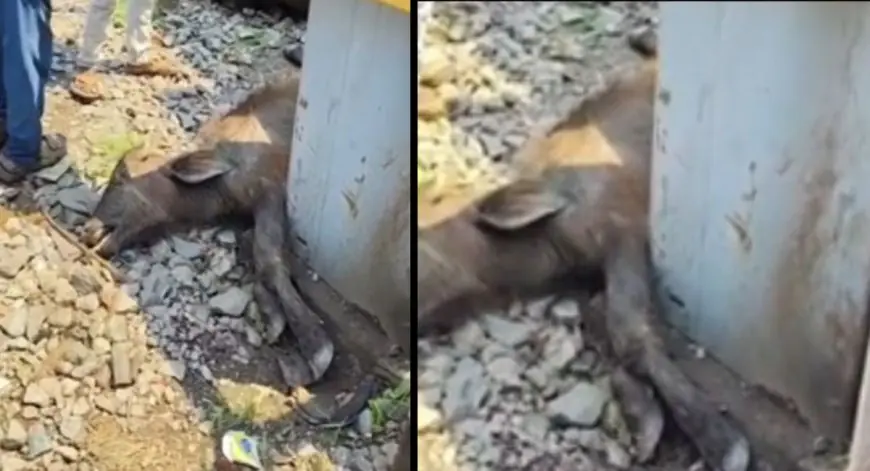 Sundernagar Accident: सुंदरनगर फाटक के पास पैसेंजर ट्रेन से टकराए मवेशी, बछड़े की मौत और दो घायल