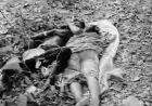Jamtara Jungle Mystery: जीतपुर जंगल में युवक-युवती के शव एक साथ मिले, पुलिस ने बताया- प्रेम प्रसंग से जुड़ा हो सकता है मामला