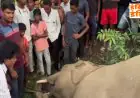 Seraikela Elephant Electrocuted: तिरुलडीह जंगल में हाथी का शव मिला, झूलते हाई-वोल्टेज तार बने मौत का कारण
