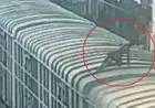 Tatanagar Electrocution: मालगाड़ी पर चढ़ा नाबालिग हाई टेंशन तार की चपेट में आया, 5 दिन बाद तोड़ा दम