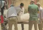 Kashidih Wedding Tragedy: भतीजे के रिसेप्शन में खौलते तेल के कड़ाह में गिरे बुजुर्ग, 16 दिन बाद TMH में तोड़ा दम