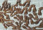 Ranchi Wildlife Crime: होटल नटराज से मॉनिटर लिजार्ड के 30 अंग बरामद, पिता-पुत्र समेत तीन गिरफ्तार