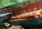 Chaibasa Raid: पोडाहाट के जंगलों में वन विभाग की सर्जिकल स्ट्राइक, झाड़ियों में छिपाकर रखे गए साल के कीमती बोटे जब्त