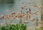 Bagbera Shock: बड़ौदा घाट पर खरकई नदी में तैरता मिला नवजात का क्षत-विक्षत शव, दो जिलों की पुलिस में सीमा विवाद, लोकलाज का खूनी सस्पेंस