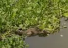 Mango Deadbody: गुरुद्वारा रोड कालीघाट और भैंस घाट के बीच तैरती मिली 50 वर्षीय व्यक्ति की लाश, हत्या या हादसा
