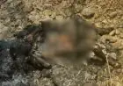 Kapali Crime: बाबन बीघा के जंगलों में मिला अज्ञात युवक का जला हुआ शव, हाथ की अंगूठी और रहस्यमयी आधार कार्ड से कपाली में मची भारी सनसनी