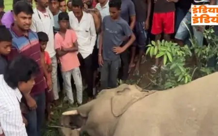 Seraikela Elephant Electrocuted: तिरुलडीह जंगल में हाथी का शव मिला, झूलते हाई-वोल्टेज तार बने मौत का कारण