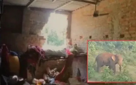 Chandil Elephant Attack: हाथी ने ग्राम प्रधान का घर तोड़ा, पत्नी गंभीर घायल, अनाज-कागजात नष्ट