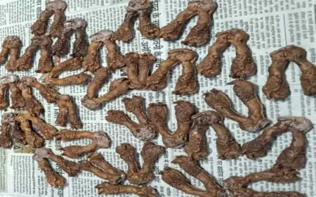 Ranchi Wildlife Crime: होटल नटराज से मॉनिटर लिजार्ड के 30 अंग बरामद, पिता-पुत्र समेत तीन गिरफ्तार