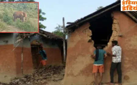 Chandil Terror: आधी रात गांवों में घुसा खूंखार 'लोन एलीफेंट', पांच घरों को मटियामेट कर चट कर गया सारा अनाज