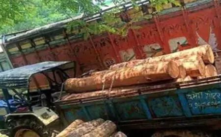 Chaibasa Raid: पोडाहाट के जंगलों में वन विभाग की सर्जिकल स्ट्राइक, झाड़ियों में छिपाकर रखे गए साल के कीमती बोटे जब्त