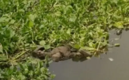 Mango Deadbody: गुरुद्वारा रोड कालीघाट और भैंस घाट के बीच तैरती मिली 50 वर्षीय व्यक्ति की लाश, हत्या या हादसा