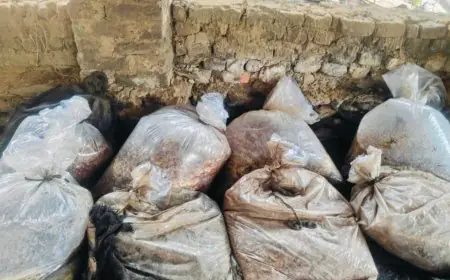 Chaibasa Raid : टोकलो में 1600 किलो महुआ और 40 लीटर देसी शराब बरामद, पांच भट्टियां ध्वस्त