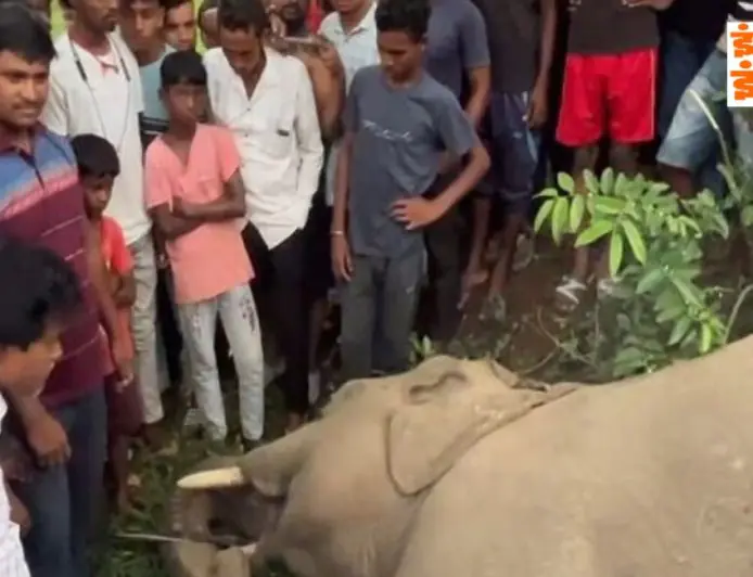 Seraikela Elephant Electrocuted: तिरुलडीह जंगल में हाथी का शव मिला, झूलते हाई-वोल्टेज तार बने मौत का कारण