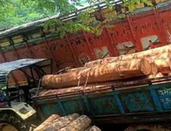 Chaibasa Raid: पोडाहाट के जंगलों में वन विभाग की सर्जिकल स्ट्राइक, झाड़ियों में छिपाकर रखे गए साल के कीमती बोटे जब्त
