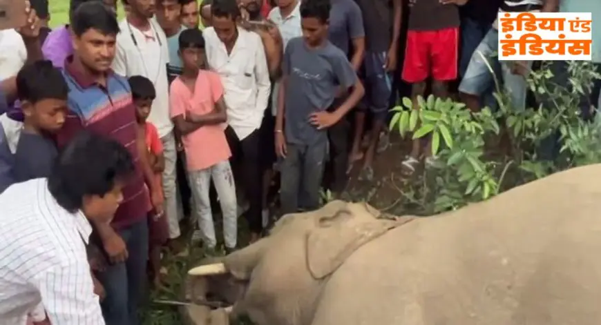 Seraikela Elephant Electrocuted: तिरुलडीह जंगल में हाथी का शव मिला, झूलते हाई-वोल्टेज तार बने मौत का कारण