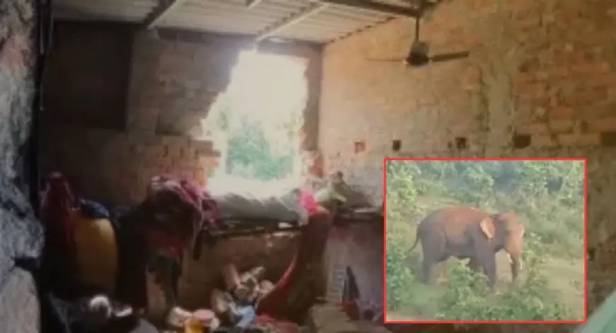 Chandil Elephant Attack: हाथी ने ग्राम प्रधान का घर तोड़ा, पत्नी गंभीर घायल, अनाज-कागजात नष्ट