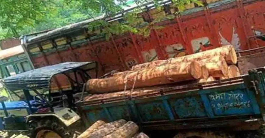 Chaibasa Raid: पोडाहाट के जंगलों में वन विभाग की सर्जिकल स्ट्राइक, झाड़ियों में छिपाकर रखे गए साल के कीमती बोटे जब्त